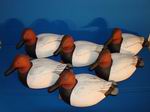 Canvasback drakes