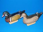 Keeled Wood Ducks